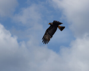 A bird of prey flying under a cloudy sky looking for food