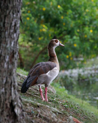 Obraz premium An exotic goose resting on the zoo park's lake banks