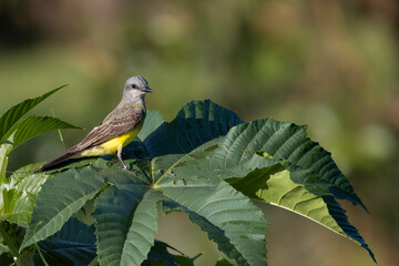 A yellow songbird perched on top of a tree