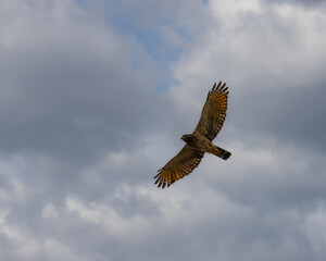 A bird of prey flying under a cloudy sky looking for food