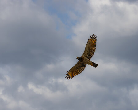 A bird of prey flying under a cloudy sky looking for food