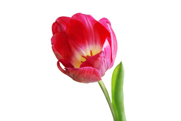 Fototapeta premium Fresh flower tulip on a white isolated background