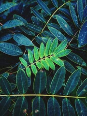 leaves background