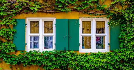 old overgrown window at a facade