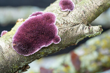 Purple fungus on a tree branch © Michael O'Neill