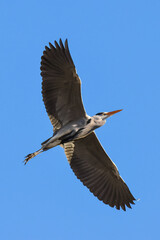 great blue heron in flight