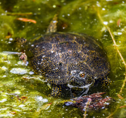 Water turtle on the lake - tortoise