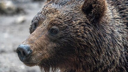 Oso Salvaje en cuenca, Espa&ntilde;a.