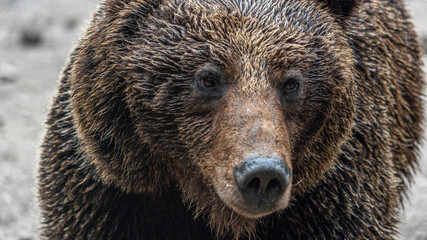 Oso Salvaje en cuenca, España.