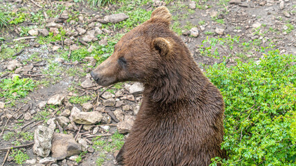 Obraz premium Oso Salvaje en cuenca, España.