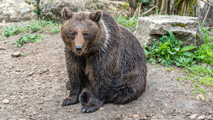 Oso Salvaje en cuenca, España.