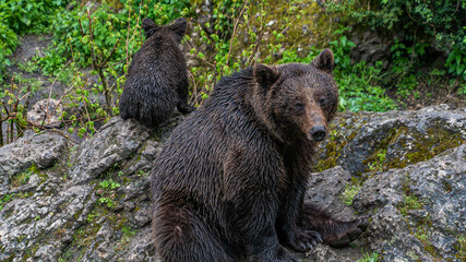 Oso Salvaje en cuenca, España.
