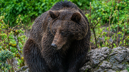 Oso Salvaje en cuenca, España.