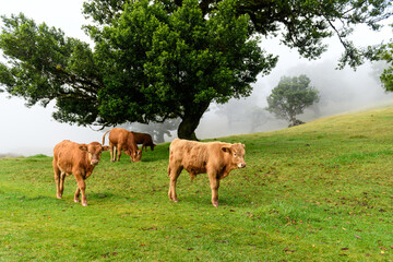 Livestock on green pasture in highlands of Madeira