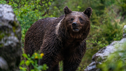 Oso Salvaje en Cuenca, España.
