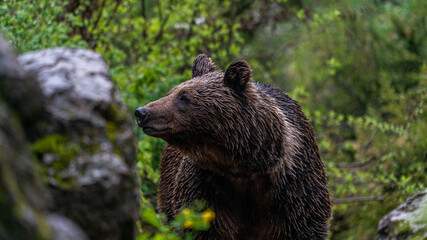 Oso Salvaje en Cuenca, España.