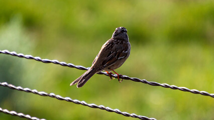 Sparrow Resting on a Fence 4