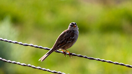 Sparrow Resting on a Fence 3