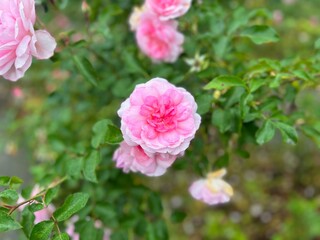 Fototapeta premium Pink Rose