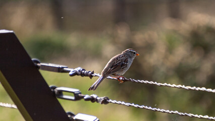 Sparrow Resting on a Fence 1