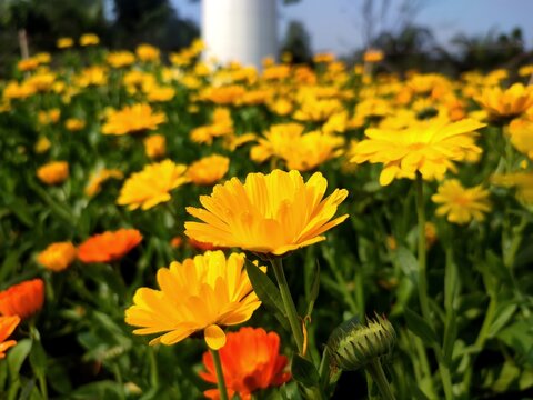 yallow Cosmos flower