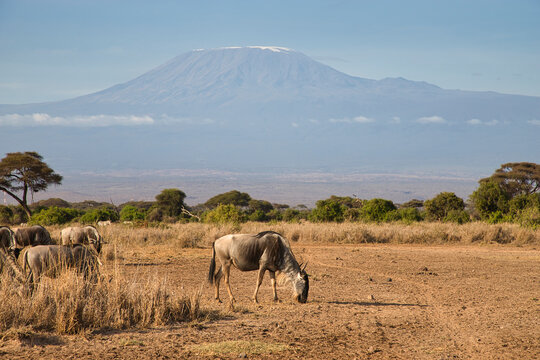 Blue wildebeest, Connochaetes taurinus, with Mount Kilimanjaro in the background.