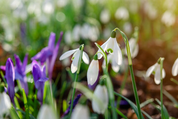 white snowdrops on green grass on a spring  sunny day