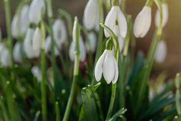 white snowdrops on green grass on a spring  sunny day