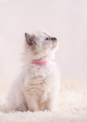 little  ragdoll kitten with blue eyes in pink collar  sitting on a beige background. High quality photo for card and calendar