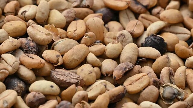 4K video of dark drinking doing macro taken in mountains of Dominican Republic on coffee farm. Production coffee closeup is perfect for example of coffee cultivation technology. Tillage coffee beans