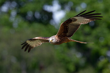 Red Kite (Milvus milvus) flying through woodland