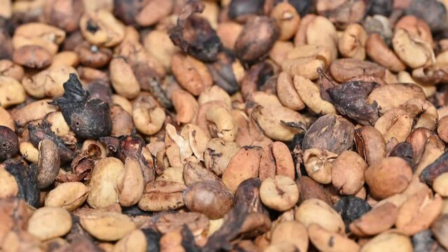 4K video of coffee beans macro taken in mountains of Dominican Republic on coffee farm. Dry caffeine kernel is perfect for example of coffee cultivation technology. Tillage coffee beans