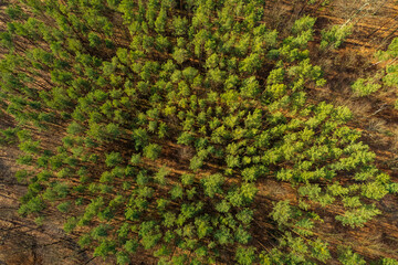 Overhead view of some pine trees