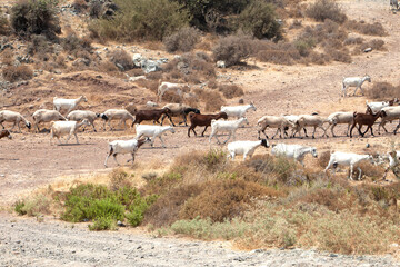 herd of mountain goats on the road in the highlands. Grazing animals, horned herd
