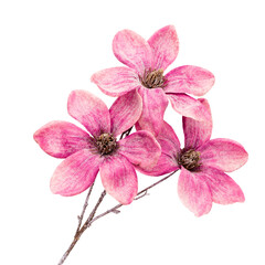 Pink magnolia flowers isolated on white background.