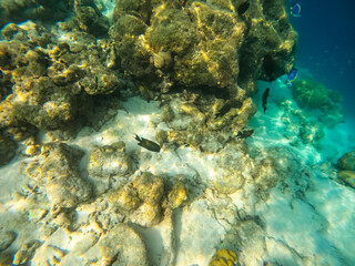 Maldives tropical underwater world with reef and fish ''