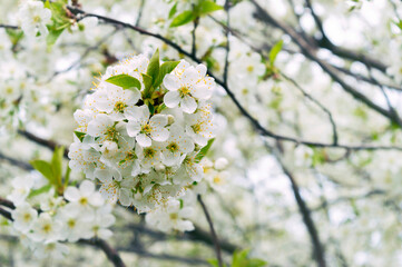 Cherry blossoms. Cherry flowers in small clusters blooming on a  branch. Full bloom cherry trees in the background.