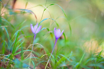 Crocuses grow in forest, beauty in nature. Saffron.