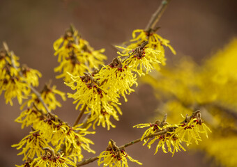 Yellow flowers of Hamamelis mollis blooming in winter. Hamamelis mollis, also known as Chinese witch hazel, is a species of flowering plant in the witch hazel family Hamamelidaceae.