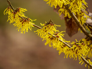Yellow flowers of Hamamelis mollis blooming in winter. Hamamelis mollis, also known as Chinese witch hazel, is a species of flowering plant in the witch hazel family Hamamelidaceae.