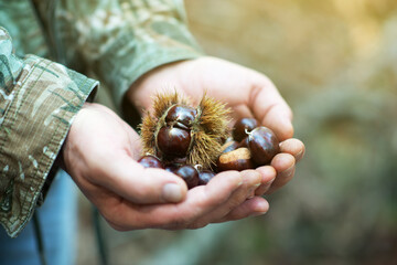 Edible chestnuts in male hands over nature background.
