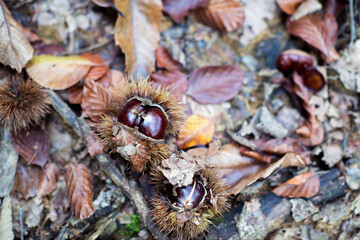 Edible chestnut over nature background.