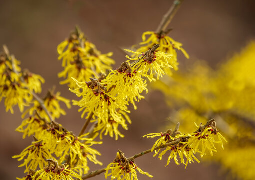 Yellow flowers of Hamamelis mollis blooming in winter. Hamamelis mollis, also known as Chinese witch hazel, is a species of flowering plant in the witch hazel family Hamamelidaceae.