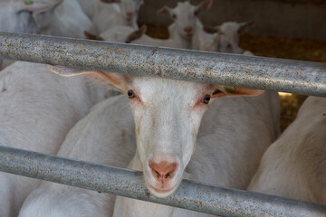 Goats in a goat shed. Domestic goats in the farm. Milk's farm. Industrial production of goat milk dairy products. Farm
