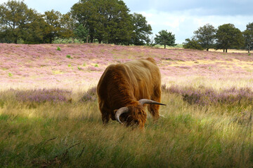 Highland cattle grazing in nature area "Veluwe" in the Netherlands, flowering heath in the background. To let cattle graze is a way of nature management to protect the heath.