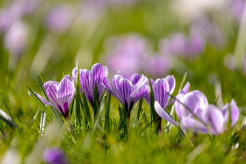 Selective focus of white purple crocus flowers in the green meadow with warm sunlight in the morning, The flowers are one of the brightest and earliest spring bloom, Natural spring floral background.