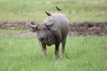 The natural buffalo feeds the herds in the green pastures.