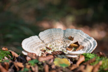 Mushroom growing among the grass and fallen leaves in autumn forest , soft focus