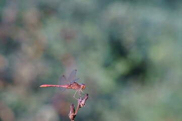 Photo of a dragonfly on a green background. Insects close-up.