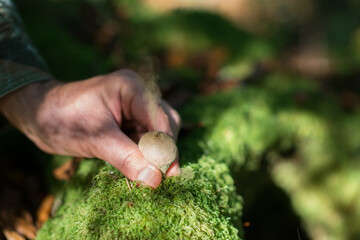 Rain mushrooms growing in forest. Beautiful forest landscape with mushrooms grow